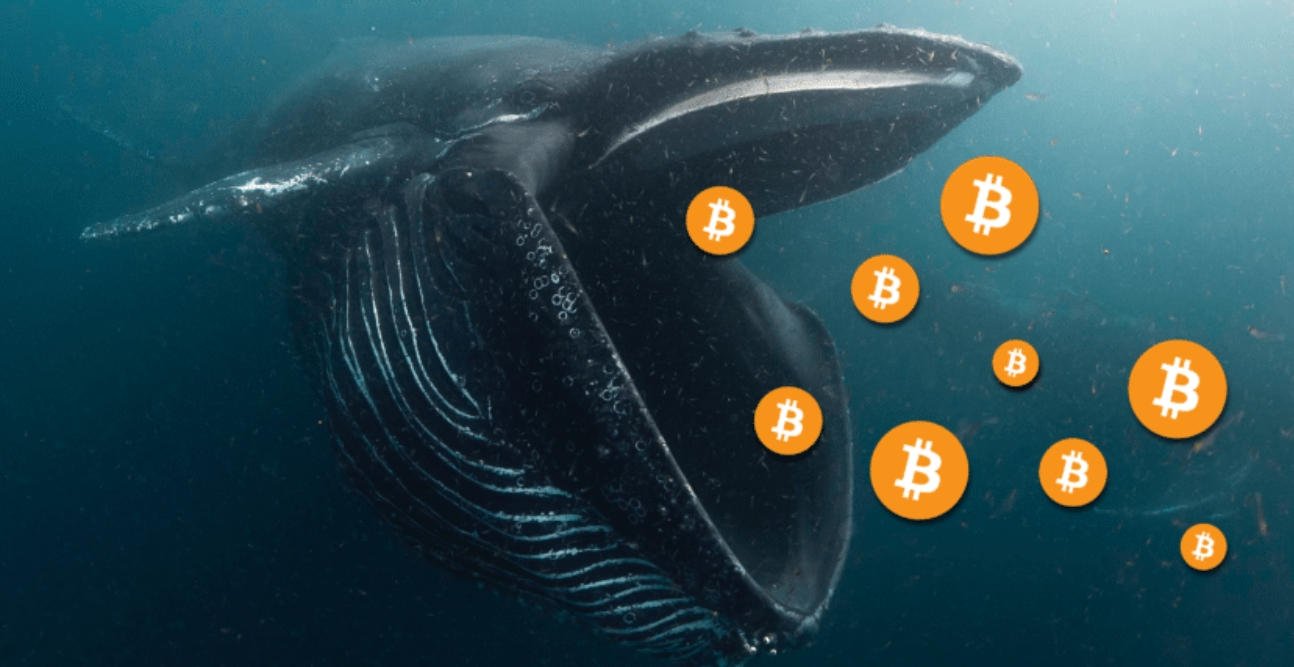 Whale Bitcoin dari 2010 Bergerak 100 BTC Untuk Pertama Kalinya Dalam 11 Tahun